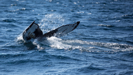 Naklejka premium Humpback whale fluking its tail as it dives