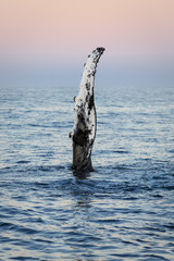 Wave from a humpback whale