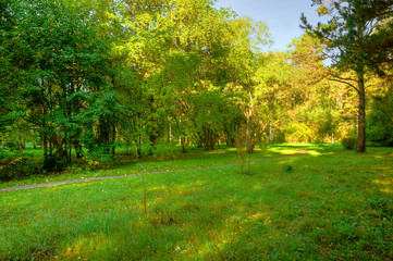 Naklejka premium rano w lesie