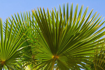 closeup palm branch