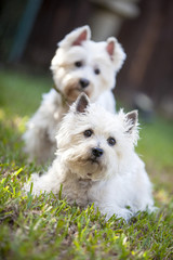 Dos hermosos perros blancos disfrutando de un día de sol en el parque