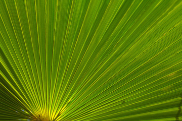 closeup palm leaf