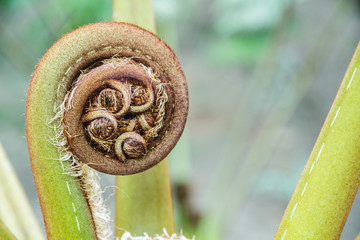 Fern