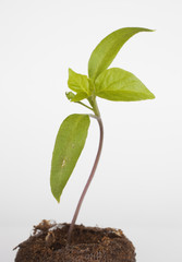 Small chili plant on white