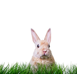 Ostern Hase Karte