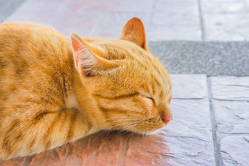 Pretty cat sleep in outside the house image