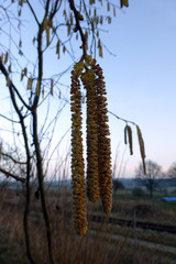 Naklejka premium Haselnussblüten