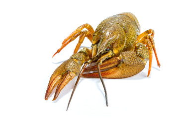 Crayfish on a white background
