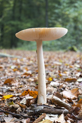 Emanita Gemmata mushroom