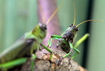 Two large green locusts