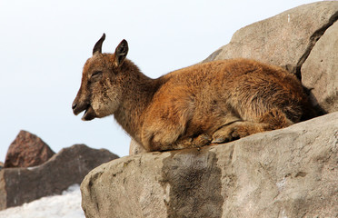 Young markhor (Capra falconeri) - national animal of Pakistan