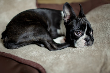 Boston Terrier on her Bed Studio Portrait