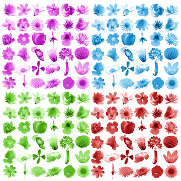 Fototapeta big flowers collection in different colors