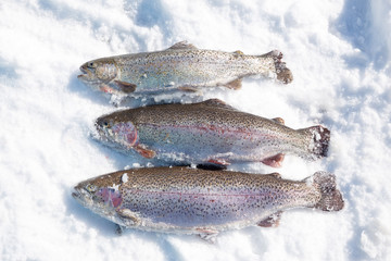 Freshly caught trout in snow