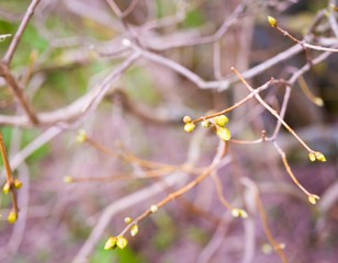 Lilac leaves buds
