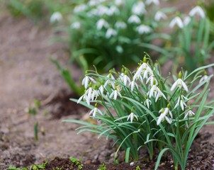 Snowdrops flowers