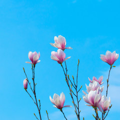 Magnolia Flower and Blue Sky