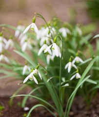 Snowdrops flowers