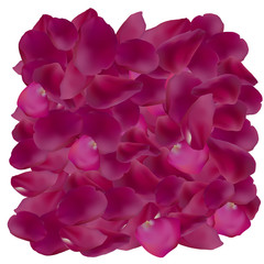 A lot of red and pink rose petals isolated on white