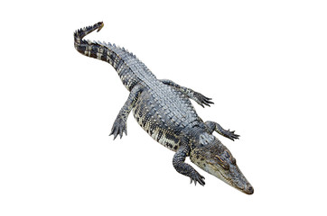 Crocodile
