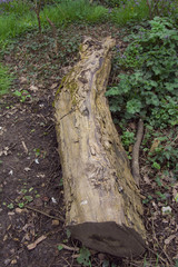 odun
