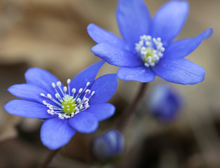 Blooming blue iliverworts n the spring forest. Macro photo.