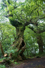 forest in Inchmahome Priory