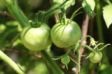 Growing tomatoes