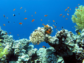 Naklejka na ściany i meble colorful coral reef in tropical sea, underwater