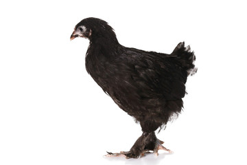 The Marans chicken