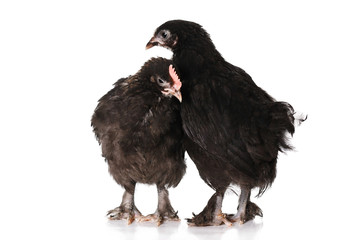 Chickens Maran