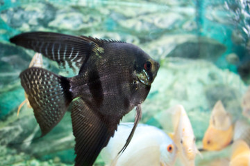aquarium fish