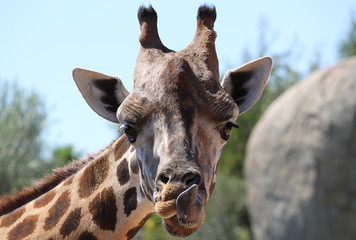 Naklejka premium Giraffa divertente