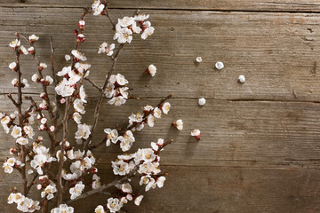 Frühlings-Hintergrund