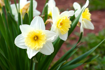 Narcissus flower close up.Flower Easter symbol.