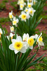Narcissus flower close up.Flower Easter symbol.