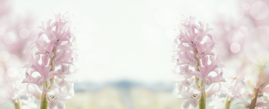 pastel hyacinths in back light, banner for website