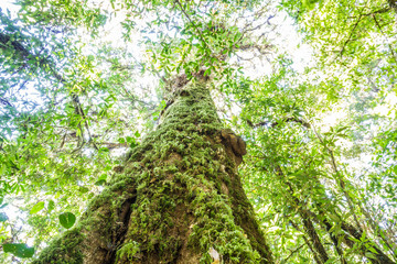 Fototapeta premium The big tree in forest bottom view see sky.
