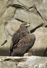 Eagle on a stone