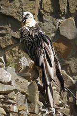 Eagle on a stone