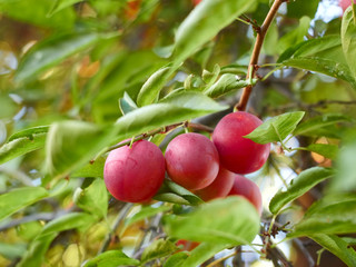 Ripe plum fruit on a branch