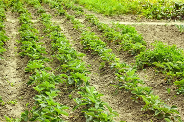 Fototapeta na wymiar Rows of green strawberry plants