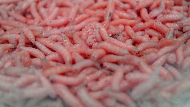 red maggot worms (helminth) closeup, random movement, exotic organic food diversity