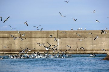 海カモメが舞う風景