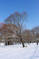 Snow-covered trees in urban park