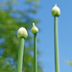 Tree onion buds