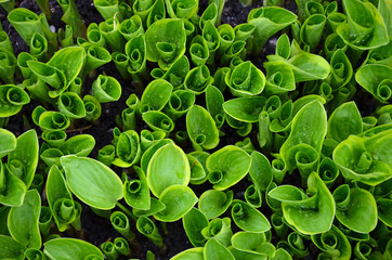 Green hosta shoots in garden