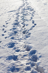 Fototapeta na wymiar Narrow footpath in the snow