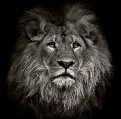 Crédence en verre imprimé Best-sellers Animaux lion arrogant