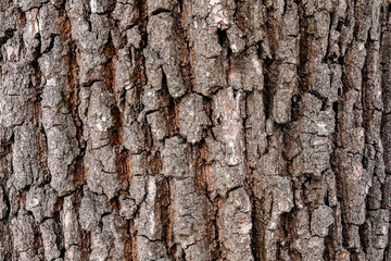 wooden bark